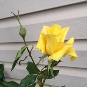 Meet your Posher, Shelly